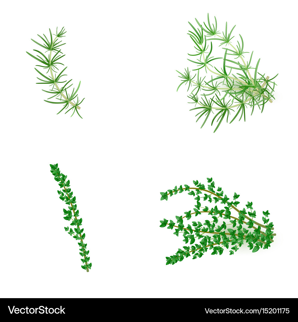 Set of rosemary and thyme in realistic style Vector Image