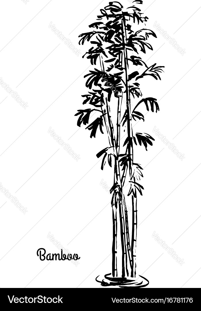 Bamboo Sketch vector image