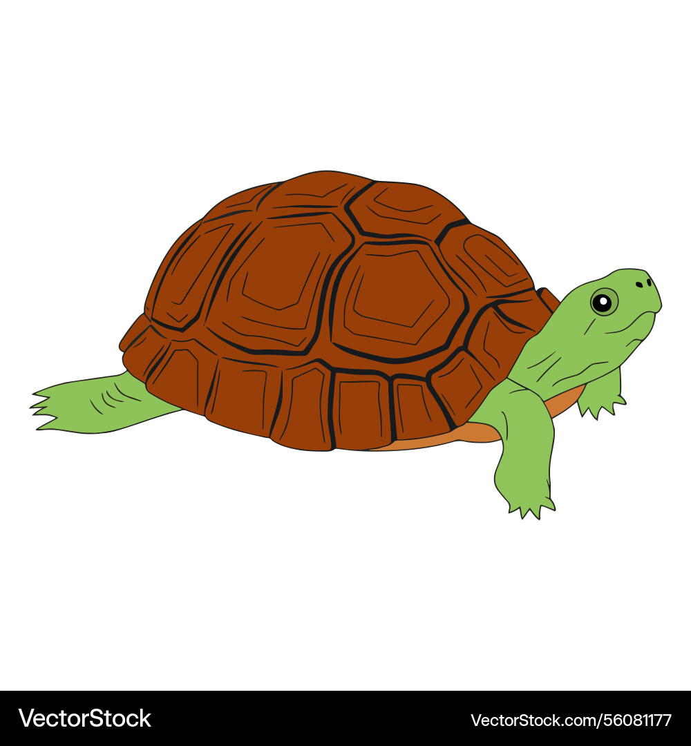 Turtle side view of a tortoise with detailed Vector Image