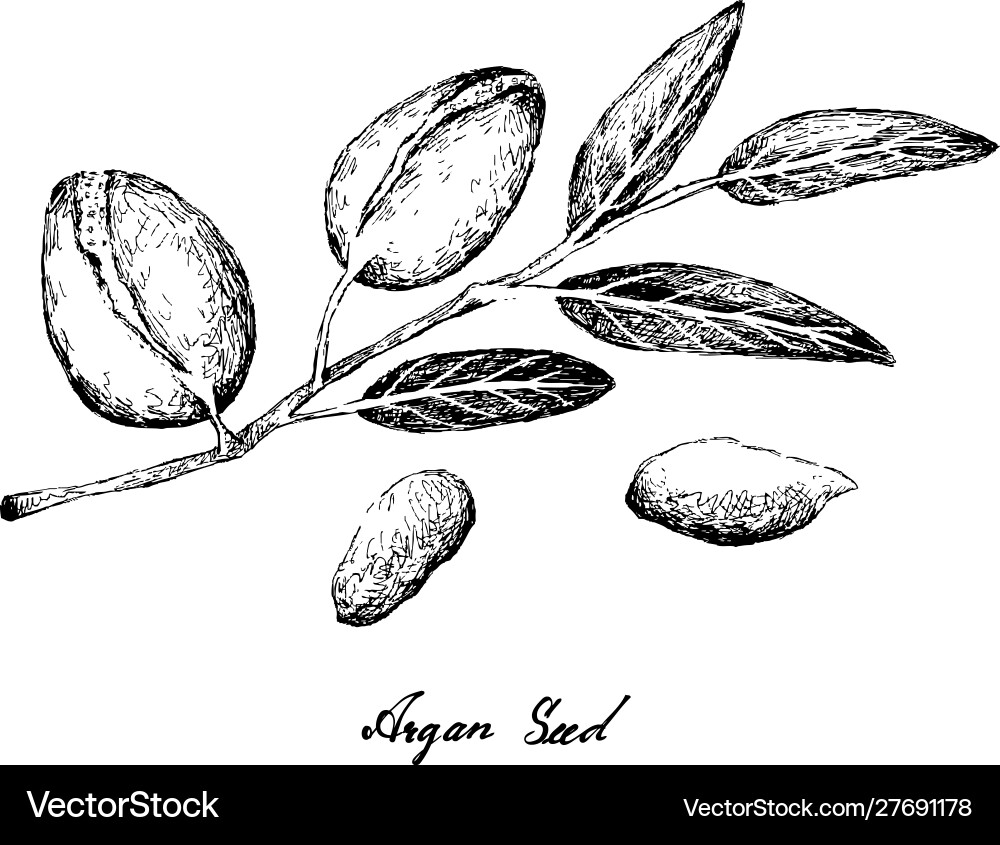 Argan Seeds auf Branch - Hand Drawn Sketch Vektorbild