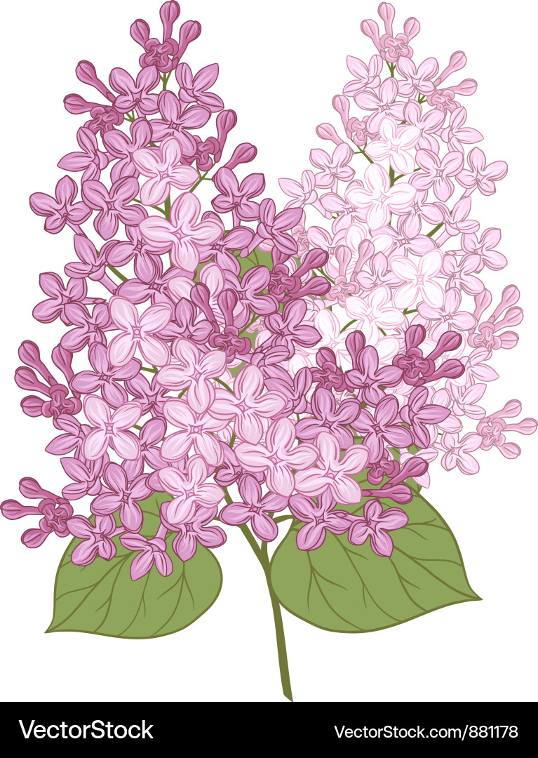 Lilac Flowers Close-Up Vector Image