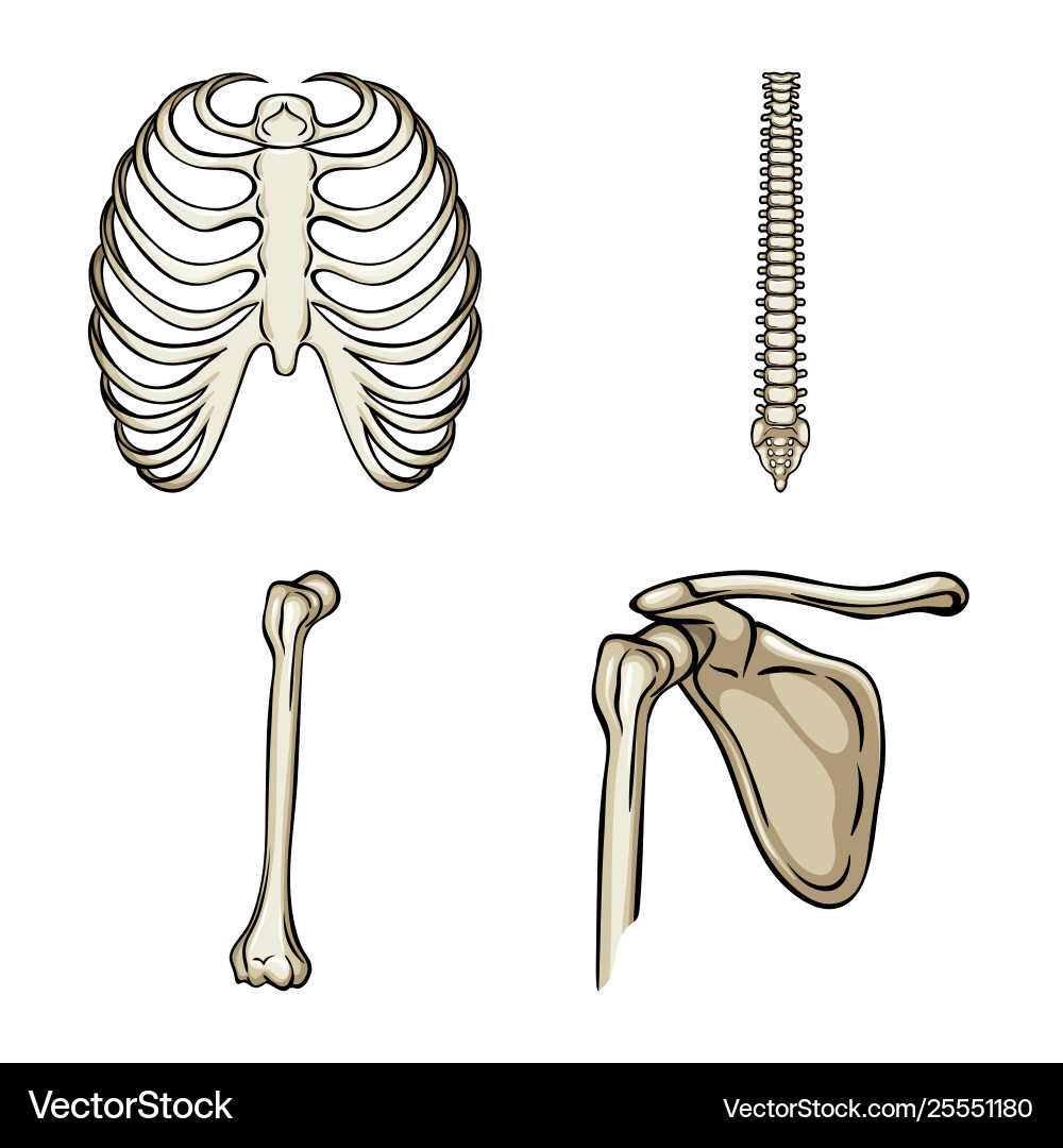 Isolated object bone and skeleton icon Isolated object bone and skeleton icon Vector Image