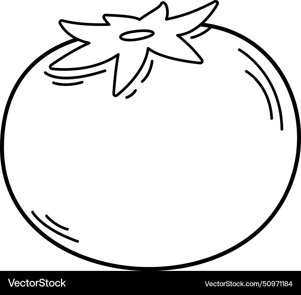 Colorful tomato outline white on background Colorful tomato outline white on background vector image