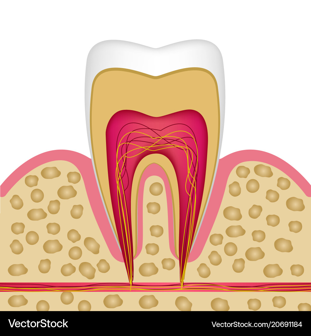 Tooth structure in cross section to use Tooth structure in cross section to use vector image