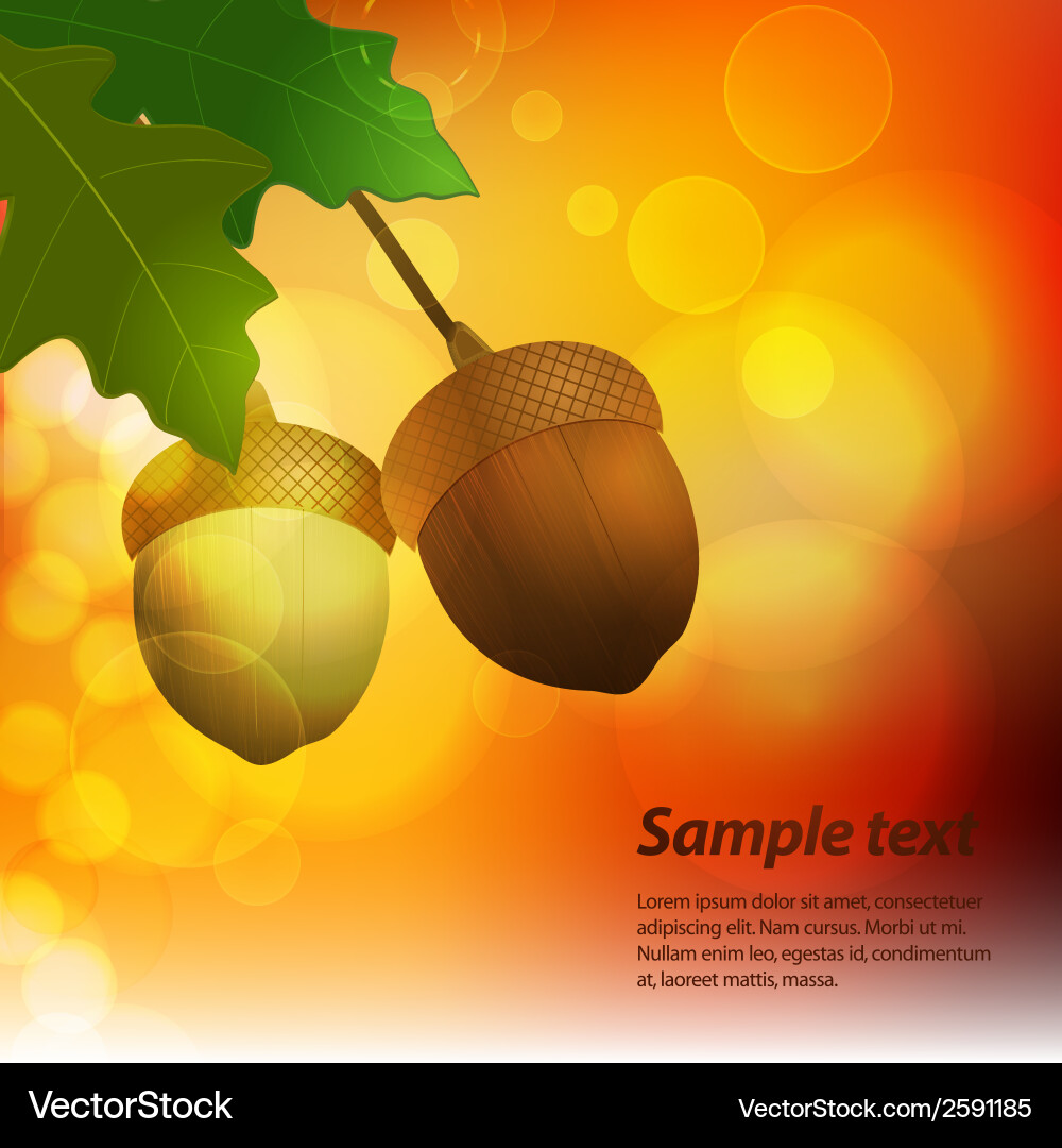 Autumn acorn background with sample text vector image