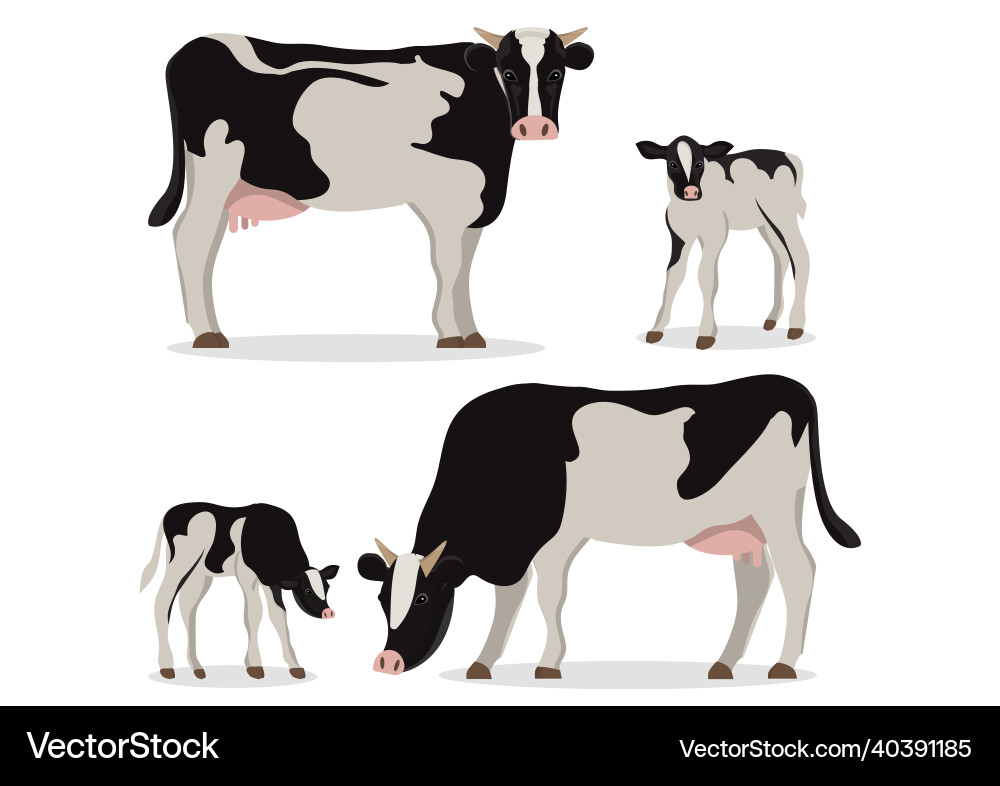 Cute of black and white holstein cow calves Cute of black and white holstein cow calves vector image