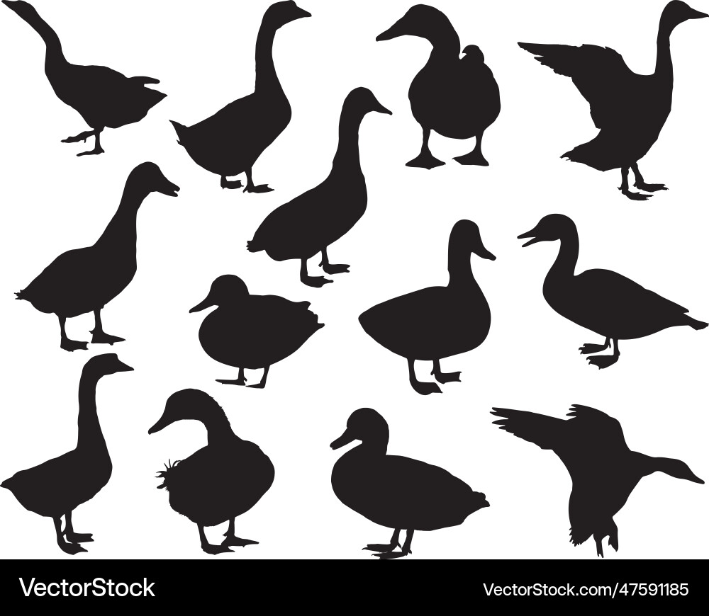 Duck silhouette bundle Duck silhouette bundle Vector Image