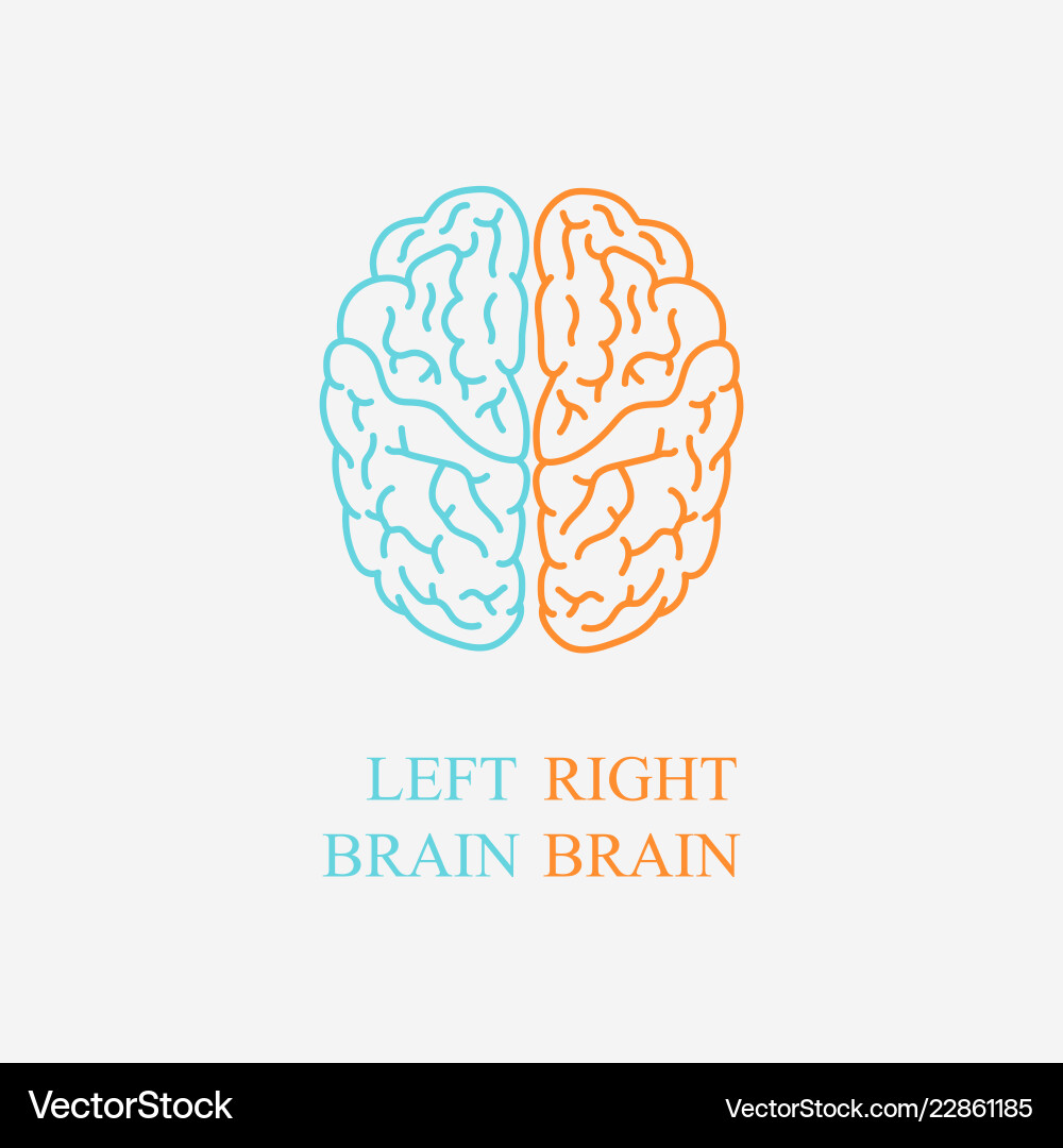 Left and right brain on gray background Left and right brain on gray background vector image