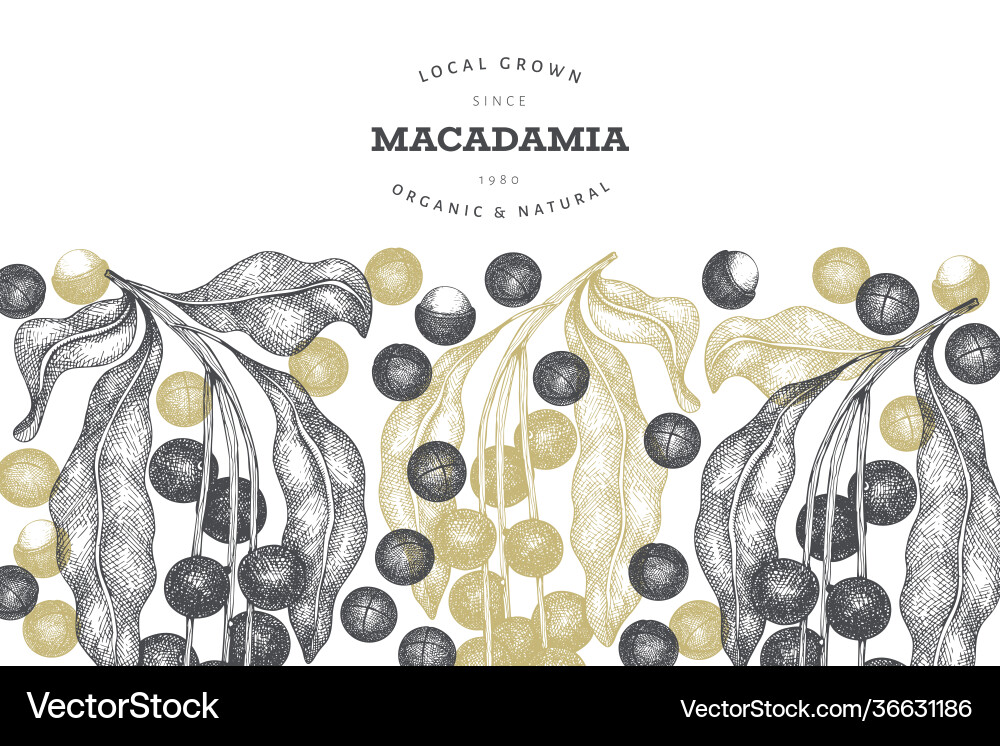 Hand drawn macadamia branch and kernels design Hand drawn macadamia branch and kernels design Vector Image