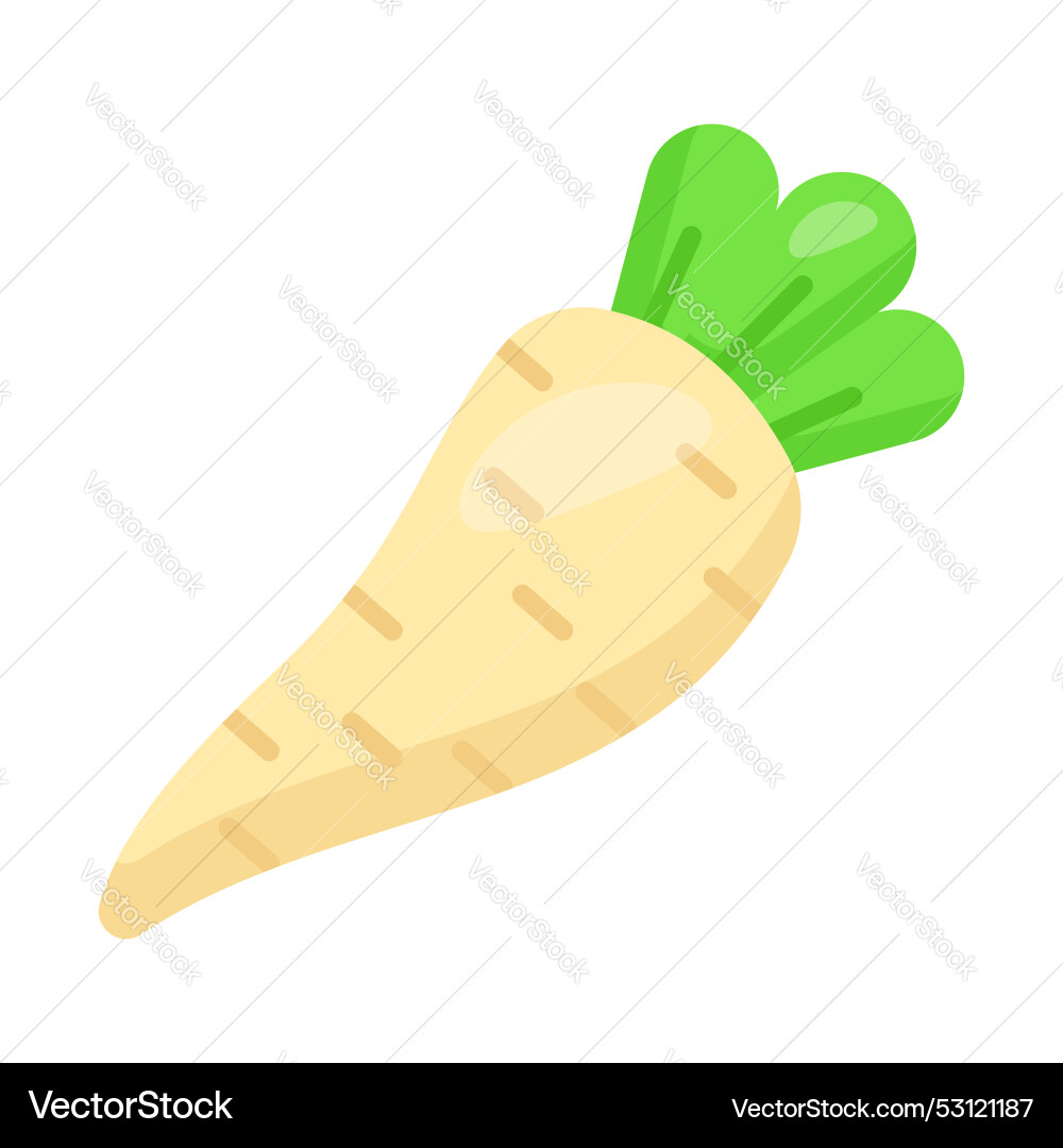 Parsnip Vector Image