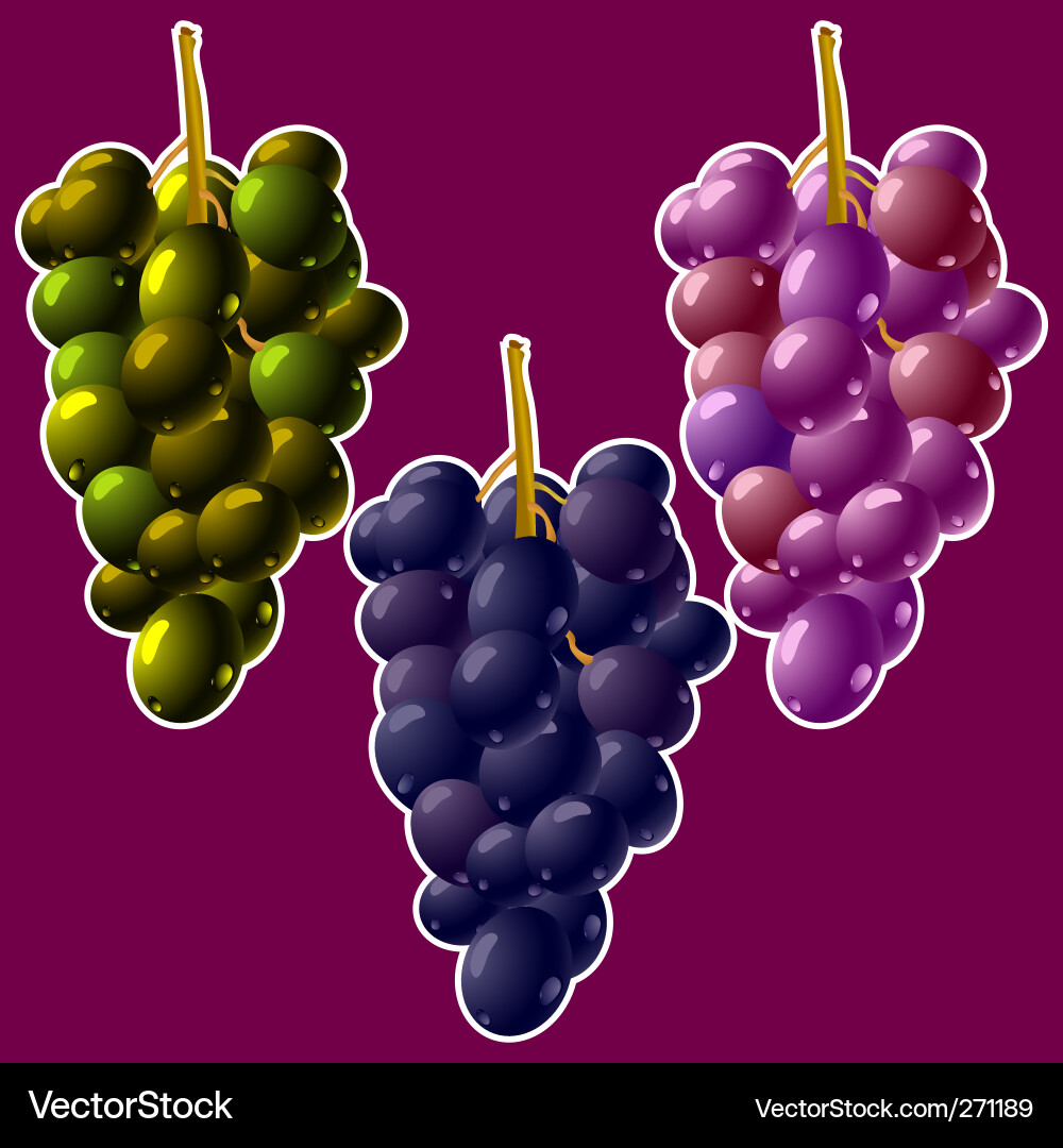 Grapes clusters Vector Image