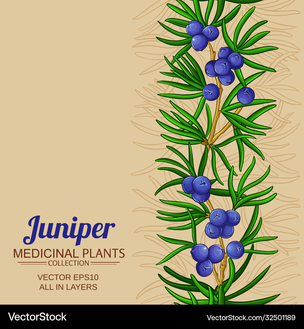 Juniper branches pattern on color Juniper branches pattern on color vector image