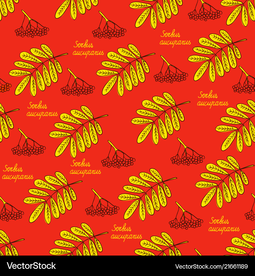 Seamless pattern with rowan Vector Image