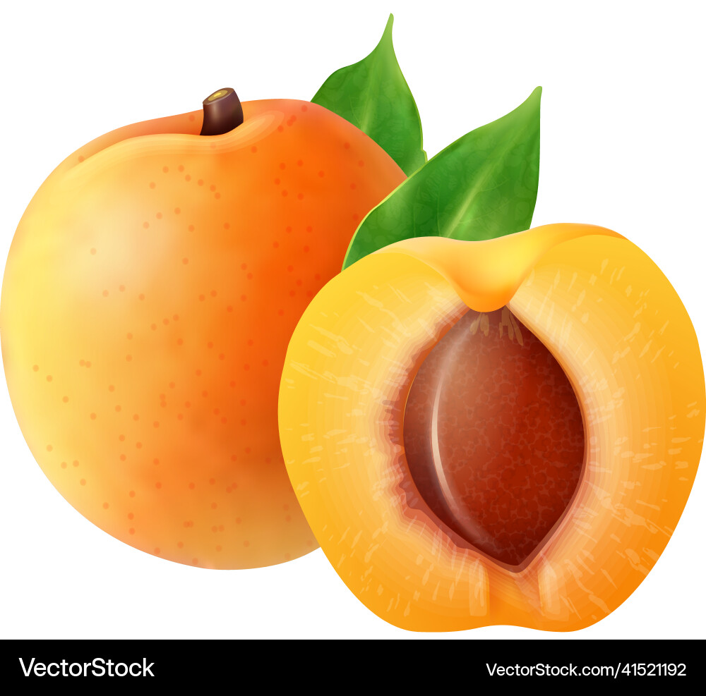 Realistic apricot fruit composition Royalty Free Vector
