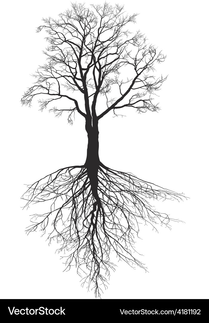 Walnut Tree Roots Vector Image