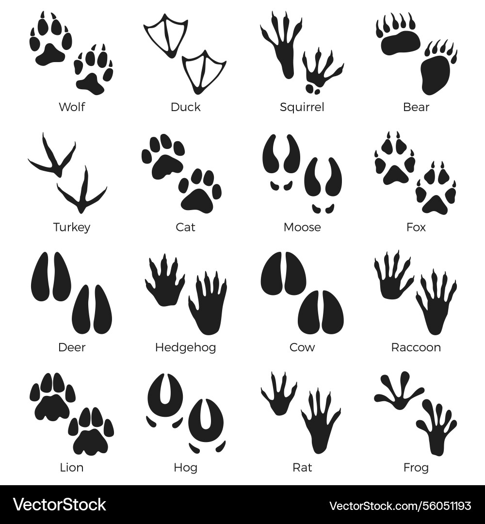 Animals footprints black silhouettes birds Animals footprints black silhouettes birds vector image