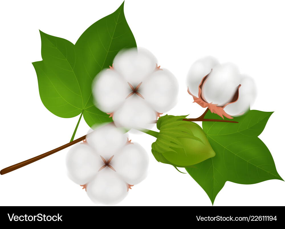 Cotton Flower Branch - Realistic Vector Image