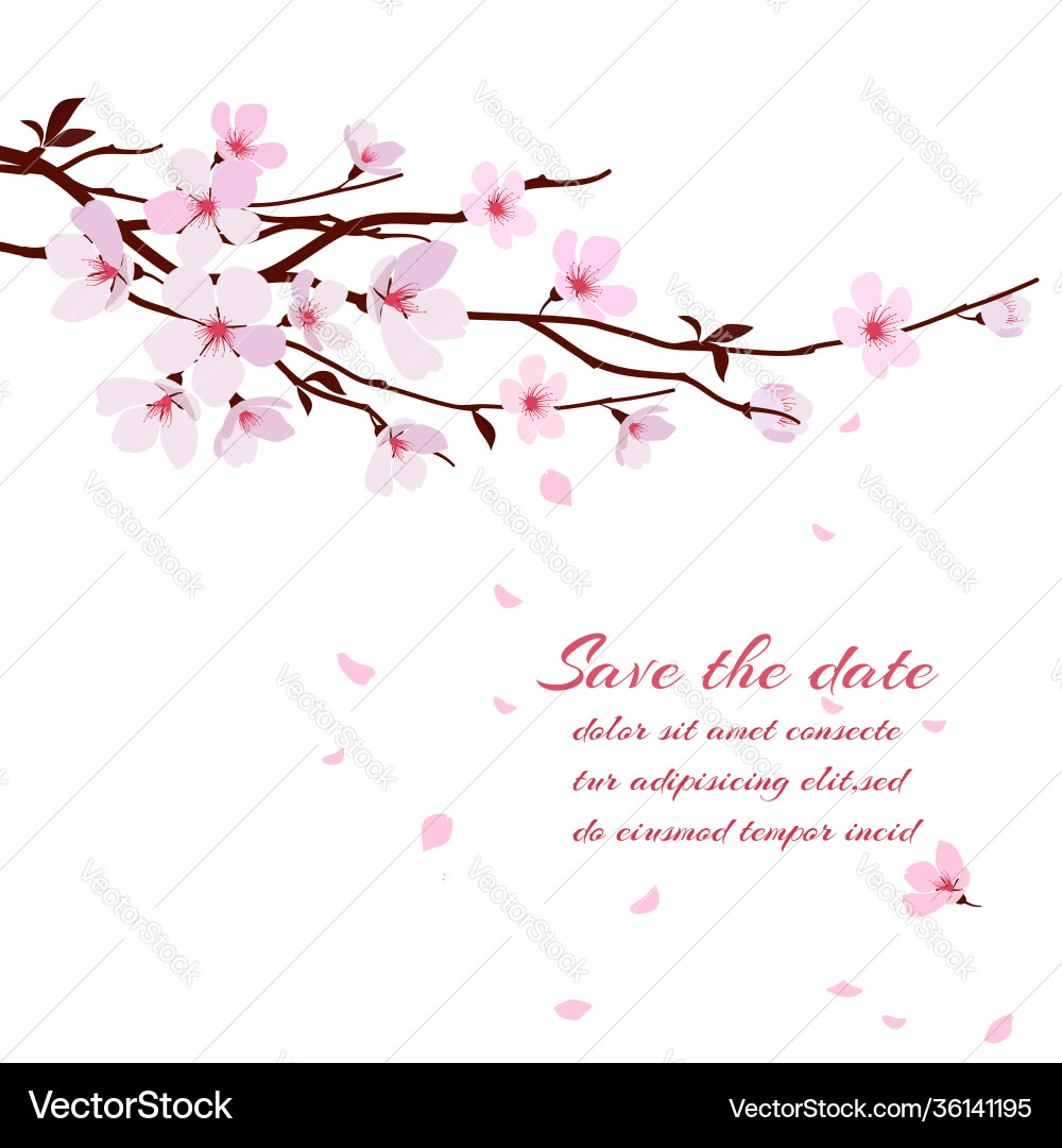 Cherry blossom Cherry blossom vector image
