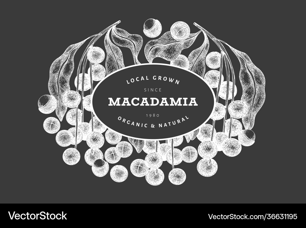 Hand drawn macadamia branch and kernels design Hand drawn macadamia branch and kernels design vector image