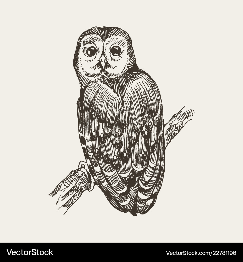 Hand-Drawn Black Owl – Royalty-Free Vector | VectorStock, image size:1000x1080