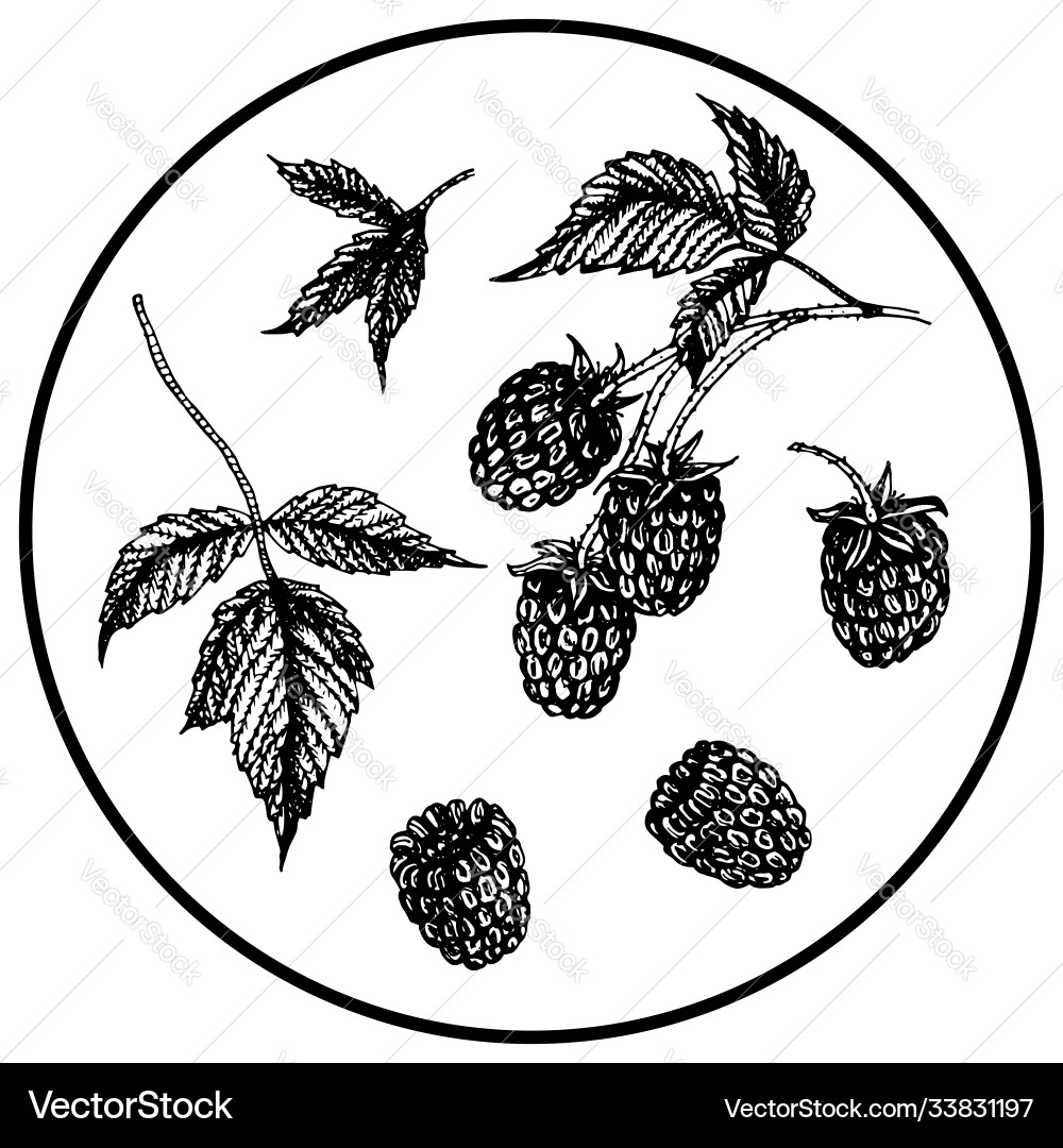 Berry set isolated elements raspberry Vector Image