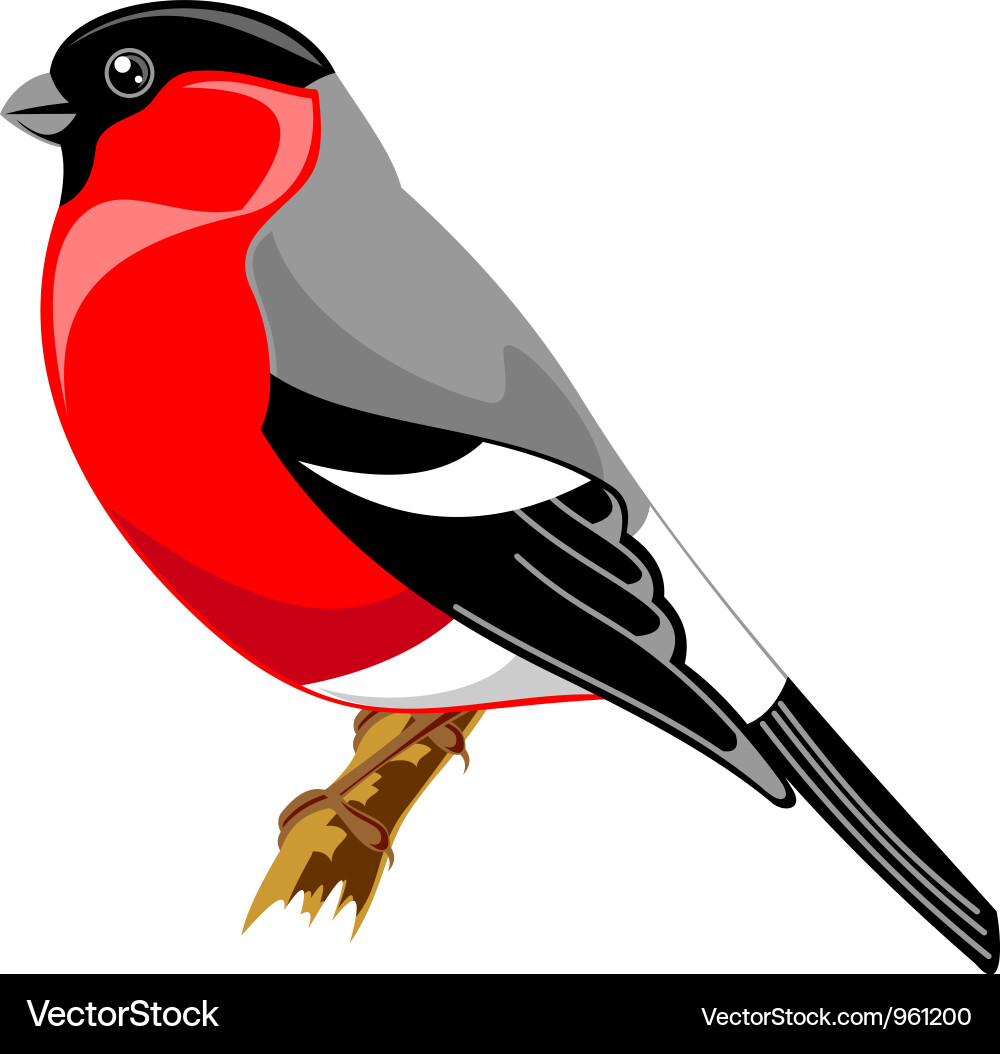 European Bullfinch vector image