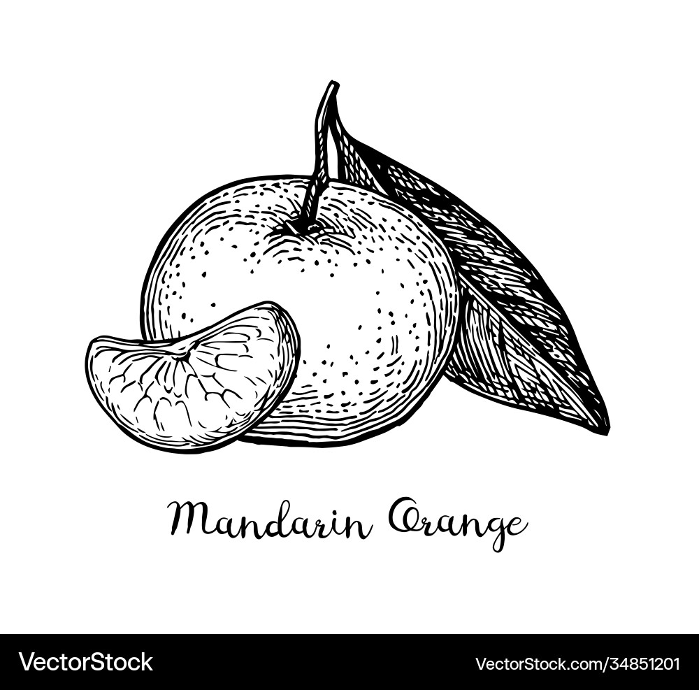 Ink Sketch of a Tangerine Vector Image
