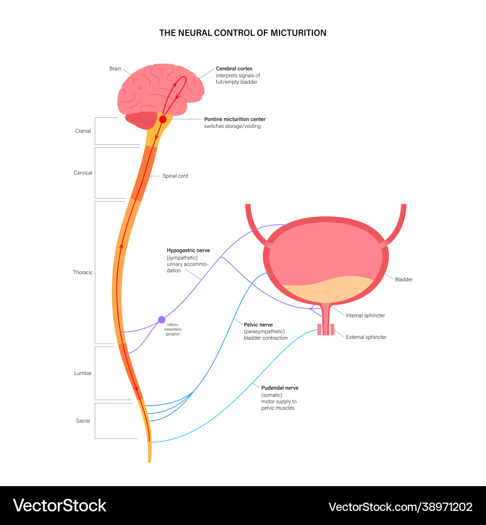 Micturition Neural Control System vector image