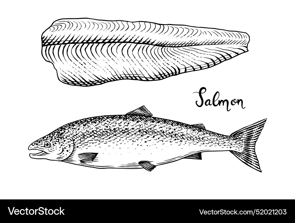 Fisch Skizze Lachsfilet Tinte Hand gezogen Fisch Skizze Lachsfilet Tinte Hand gezogen vektorbild