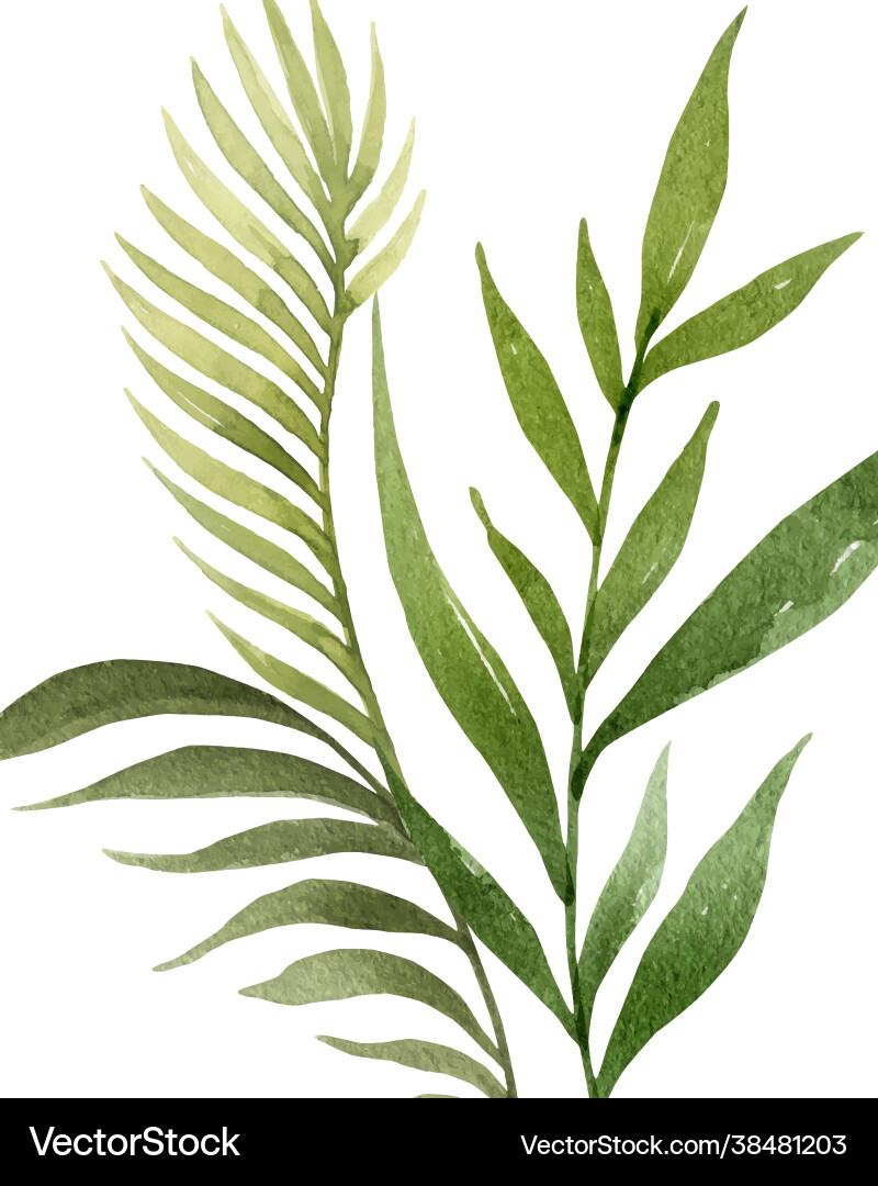 Watercolor arrangement tropical leaves Watercolor arrangement tropical leaves vector image