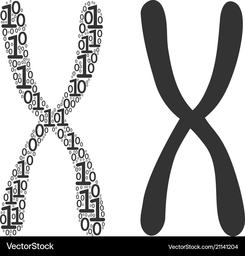 Binary Chromosome DNA Sequence vector image
