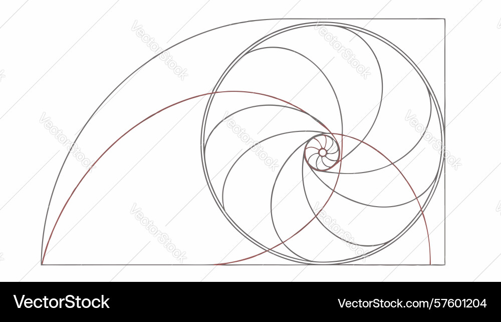 Golden ratio spiral and fibonacci sequence design vector image