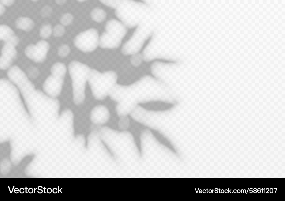 Abstract shadow overlay from foliage tree branch Vector Image
