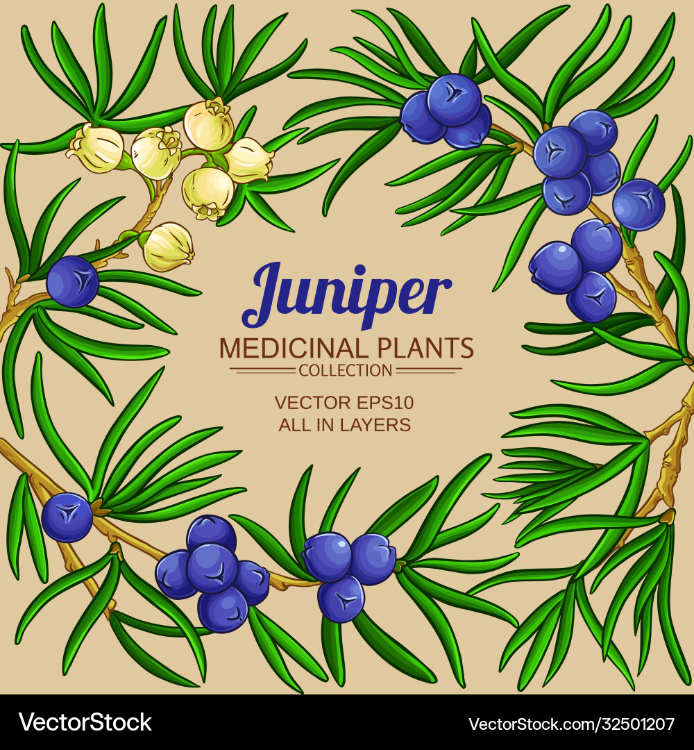Juniper Branches - Botanical Frame vector image