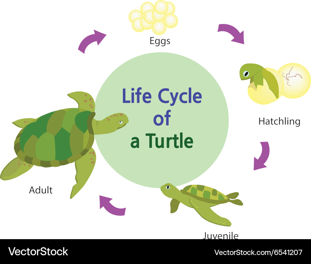 Turtle Life Cycle Stages vector image
