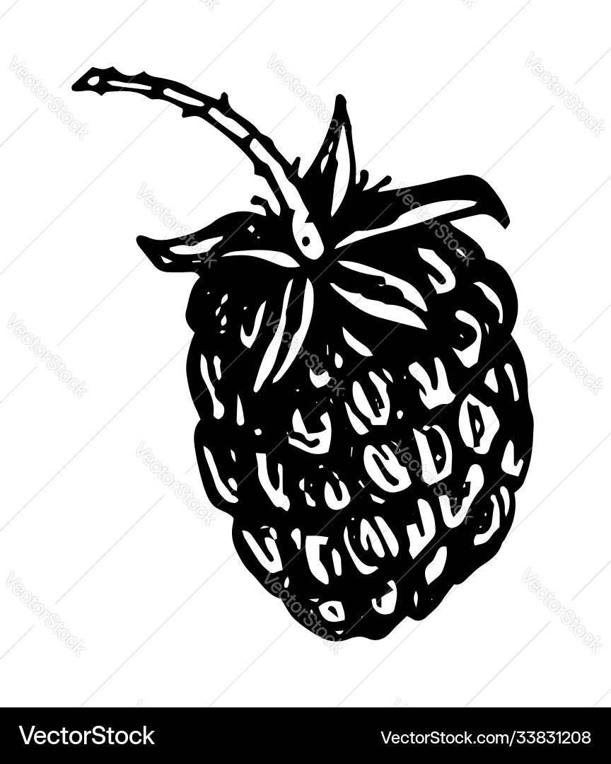 Isolated element raspberry berry hand Vector Image