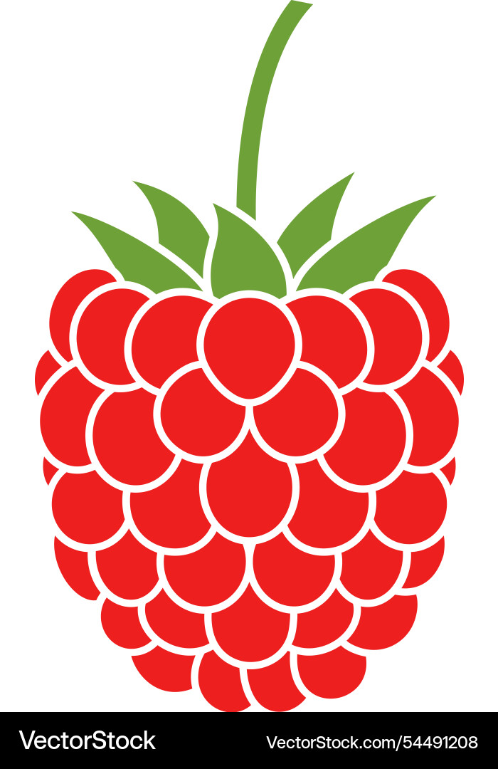 Raspberry vector image