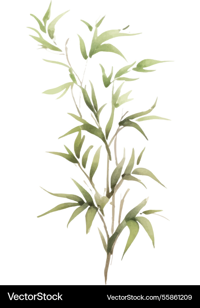 Aquarell bemalte Bambus Hand gezogen Blume Aquarell bemalte Bambus Hand gezogen Blume vektorbild
