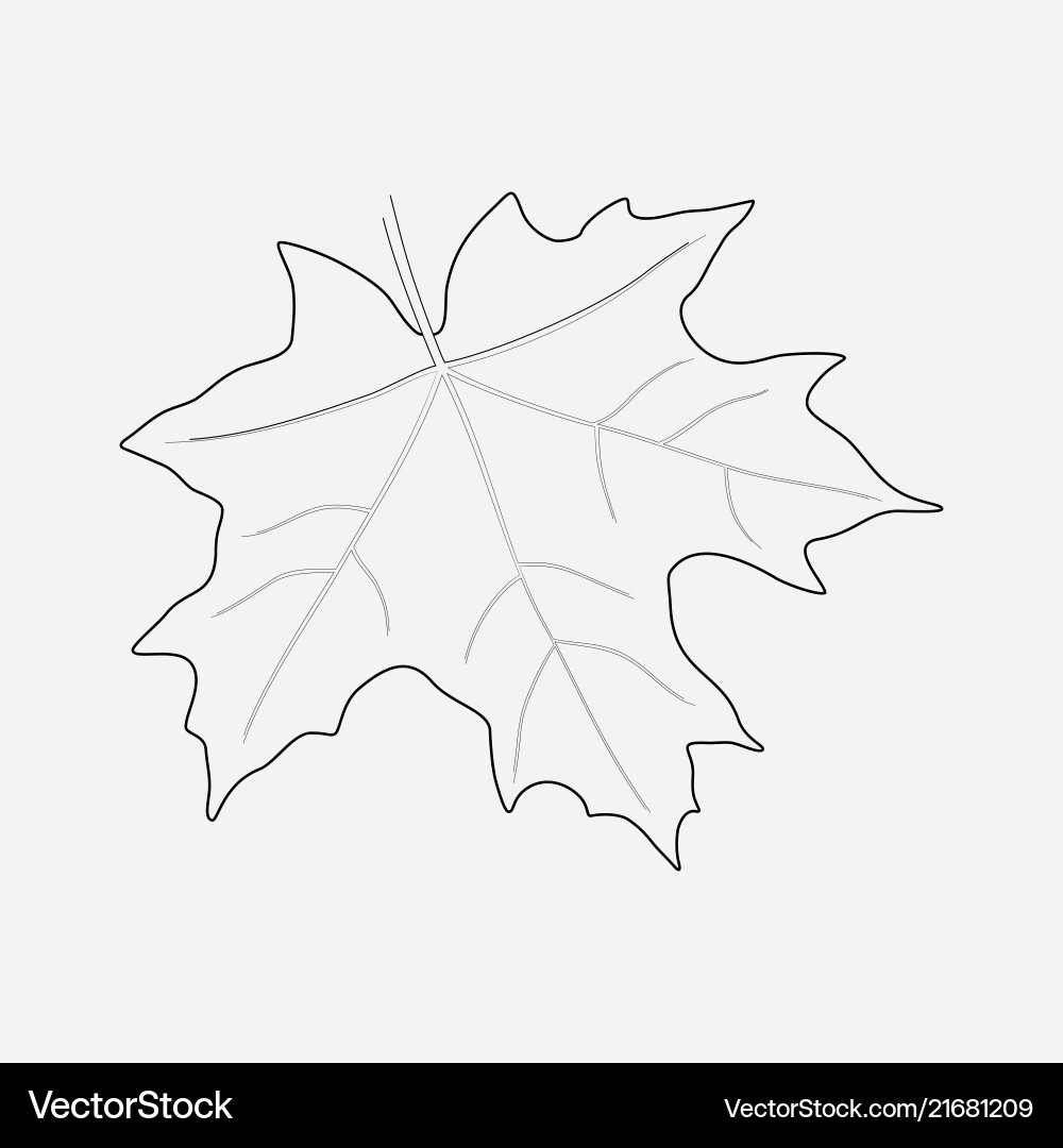 Maple icon line element vector image