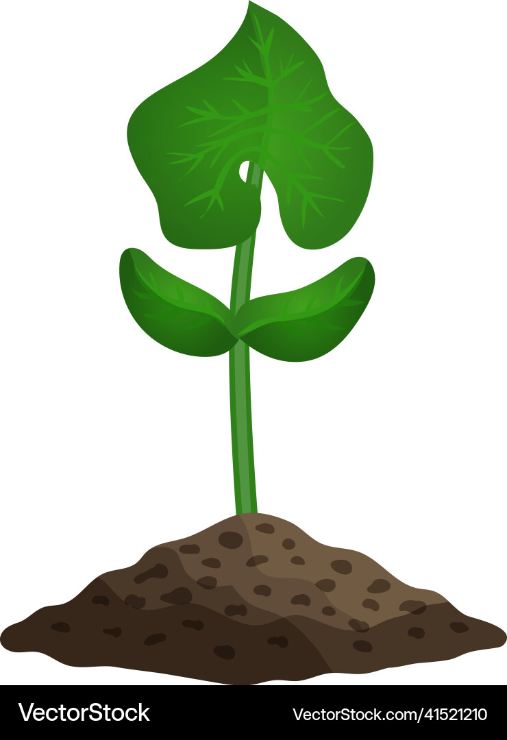 Cucumber third stage composition Cucumber third stage composition vector image