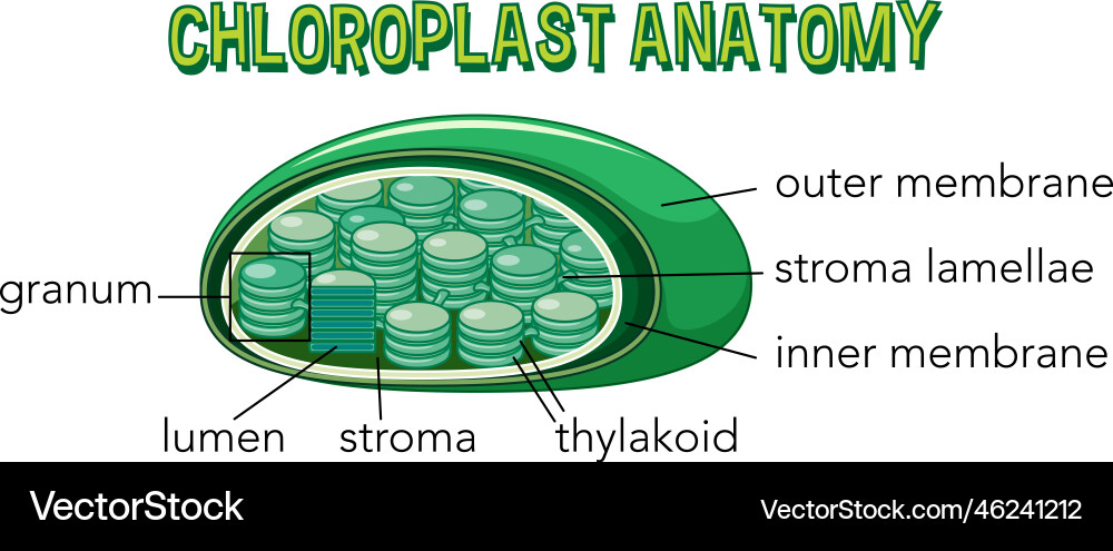 Diagram of chloroplast anatomy for biology Diagram of chloroplast anatomy for biology vector image