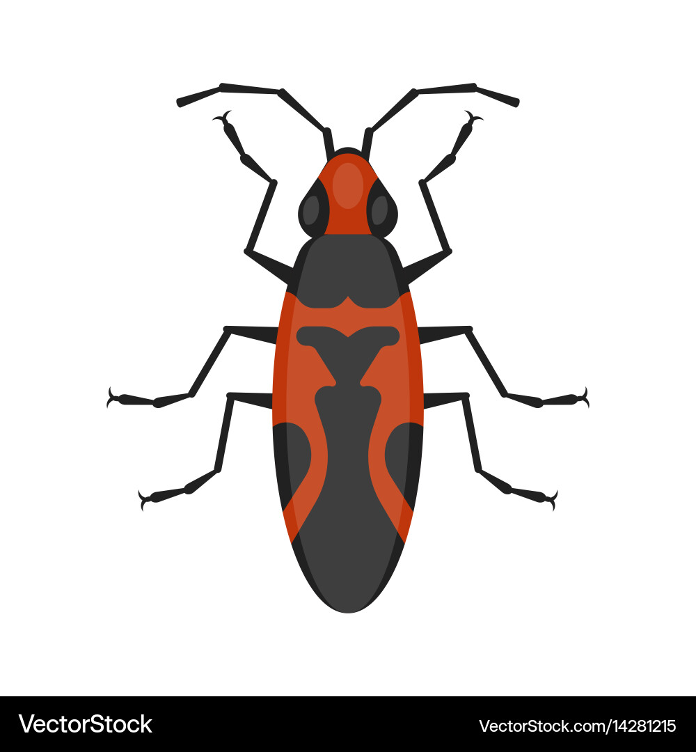 Flat style of seed bug vector image
