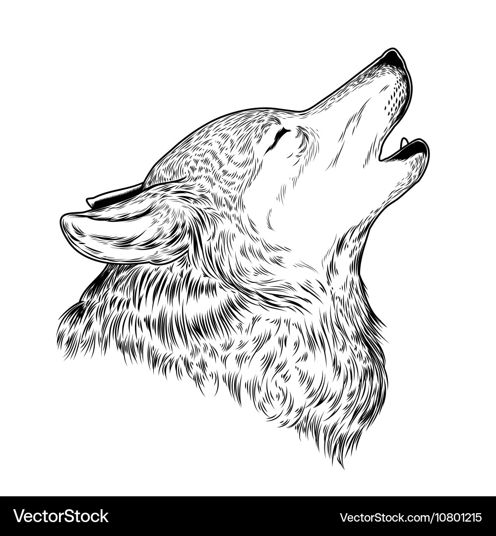 Lone Howing Wolf Vektorbild