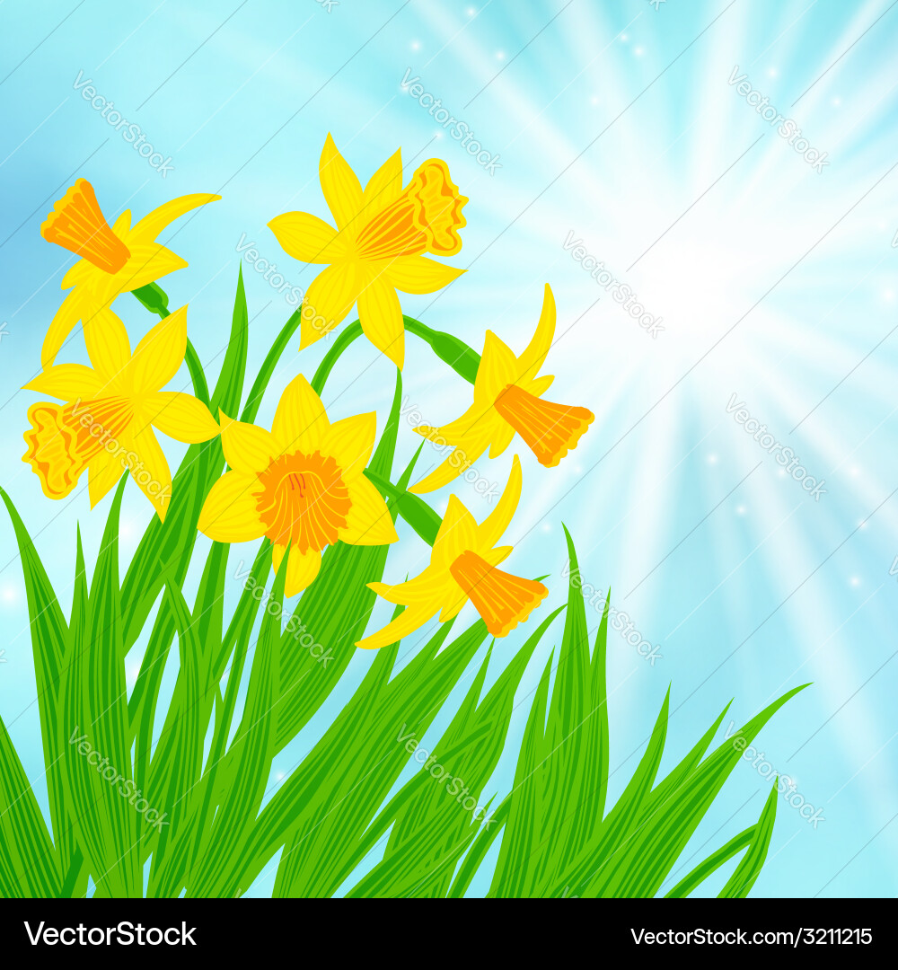 Spring card background with daffodils vector image