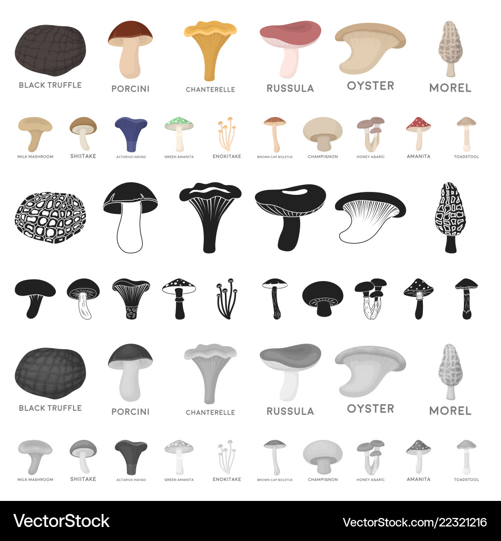 Giftige und essbare Pilz-Kartoon-Symbole im Set Giftige und essbare Pilz-Kartoon-Symbole im Set vektorbild