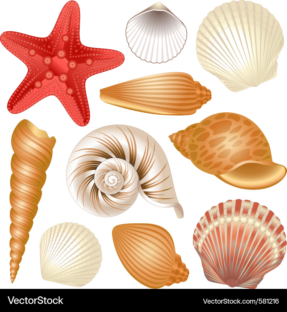 Seashell Collection - Diverse Shells vector image