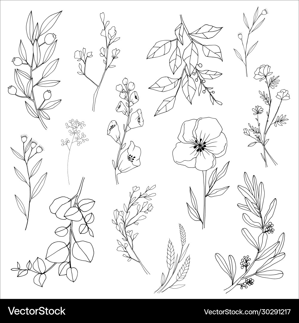 Floral Line Art Sketch - Leaves & Flowers Vector Image