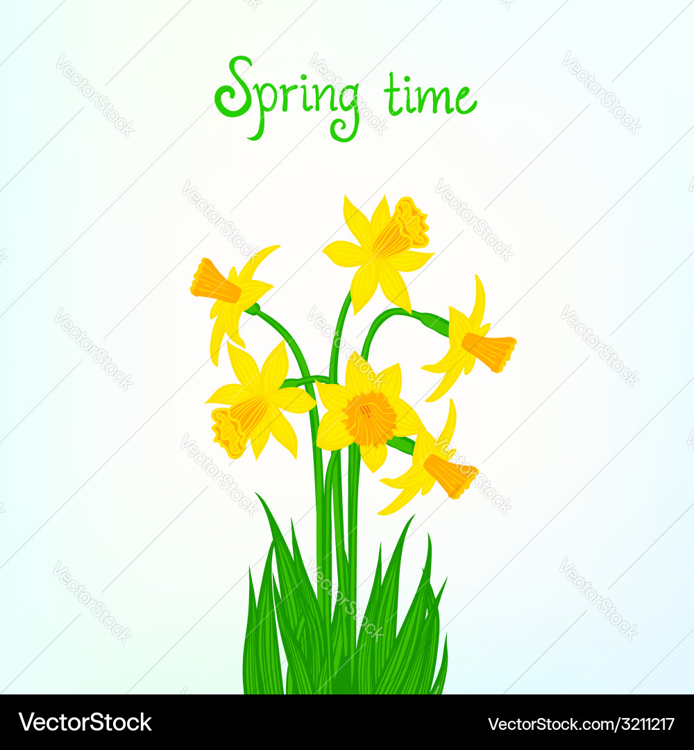 Spring card background with daffodil vector image