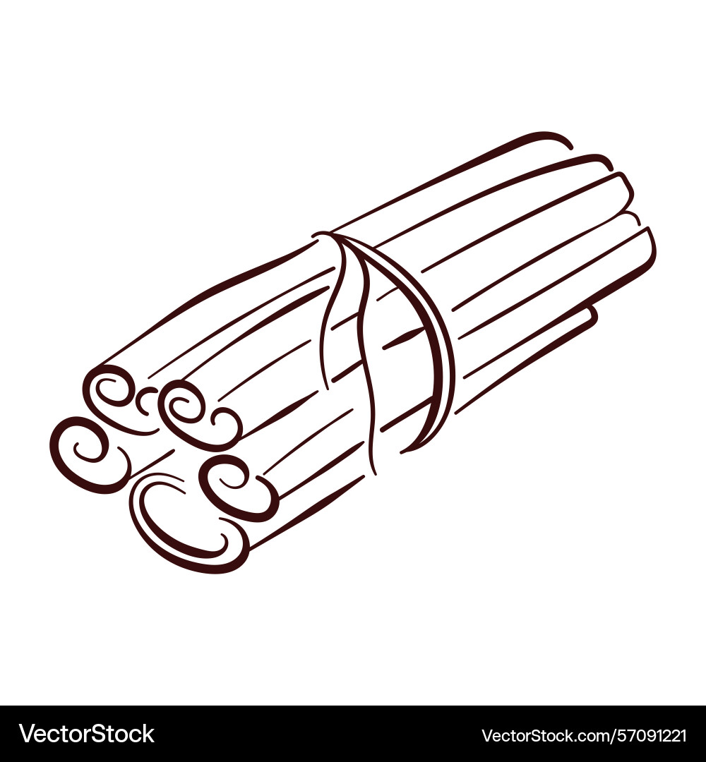 Cinnamon sticks bundle tied with string in line Cinnamon sticks bundle tied with string in line vector image