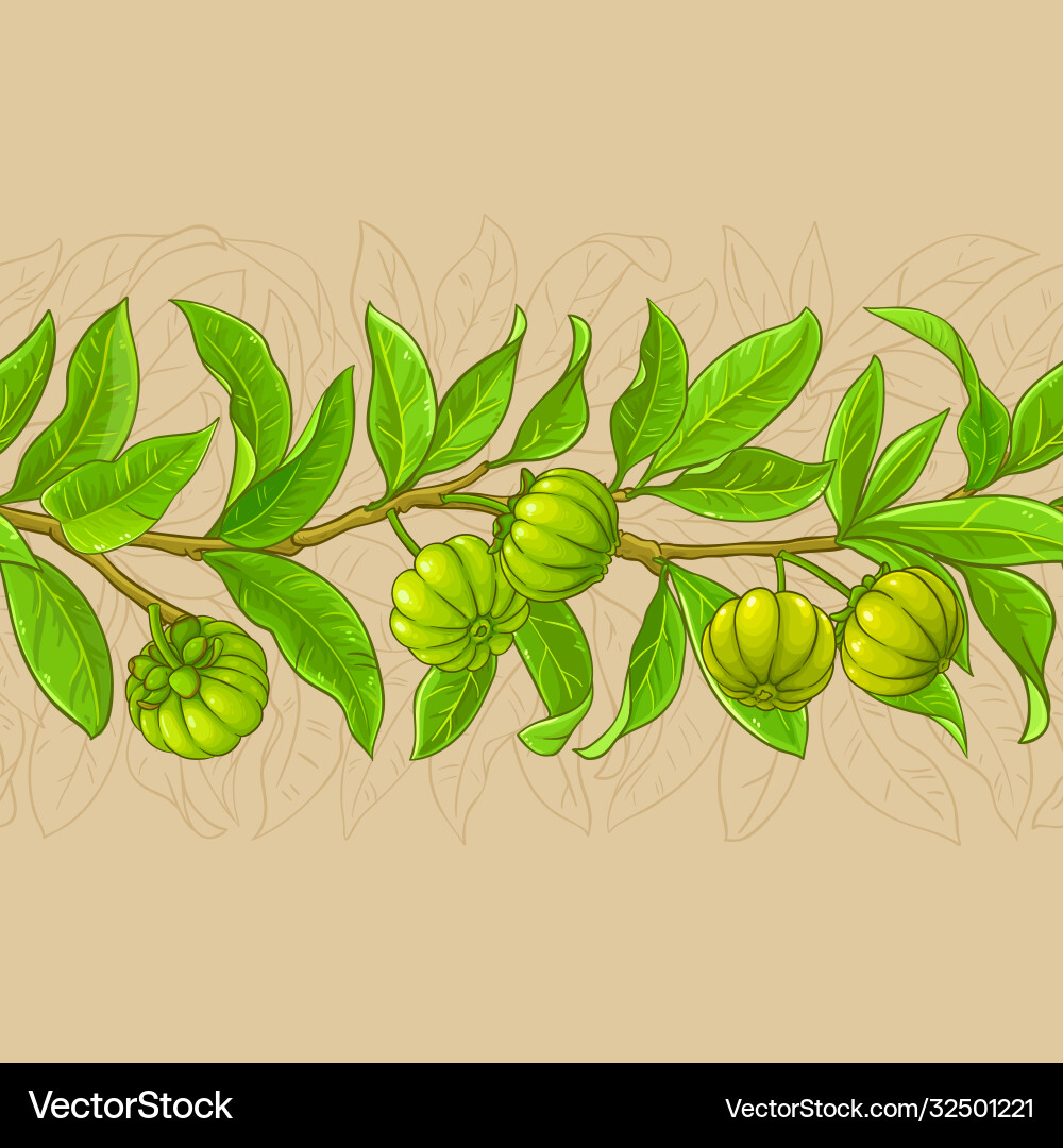Garcinia branches pattern on color Garcinia branches pattern on color vector image